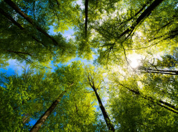 Im Wald. Aufnahme von unten in die Baumkronen.