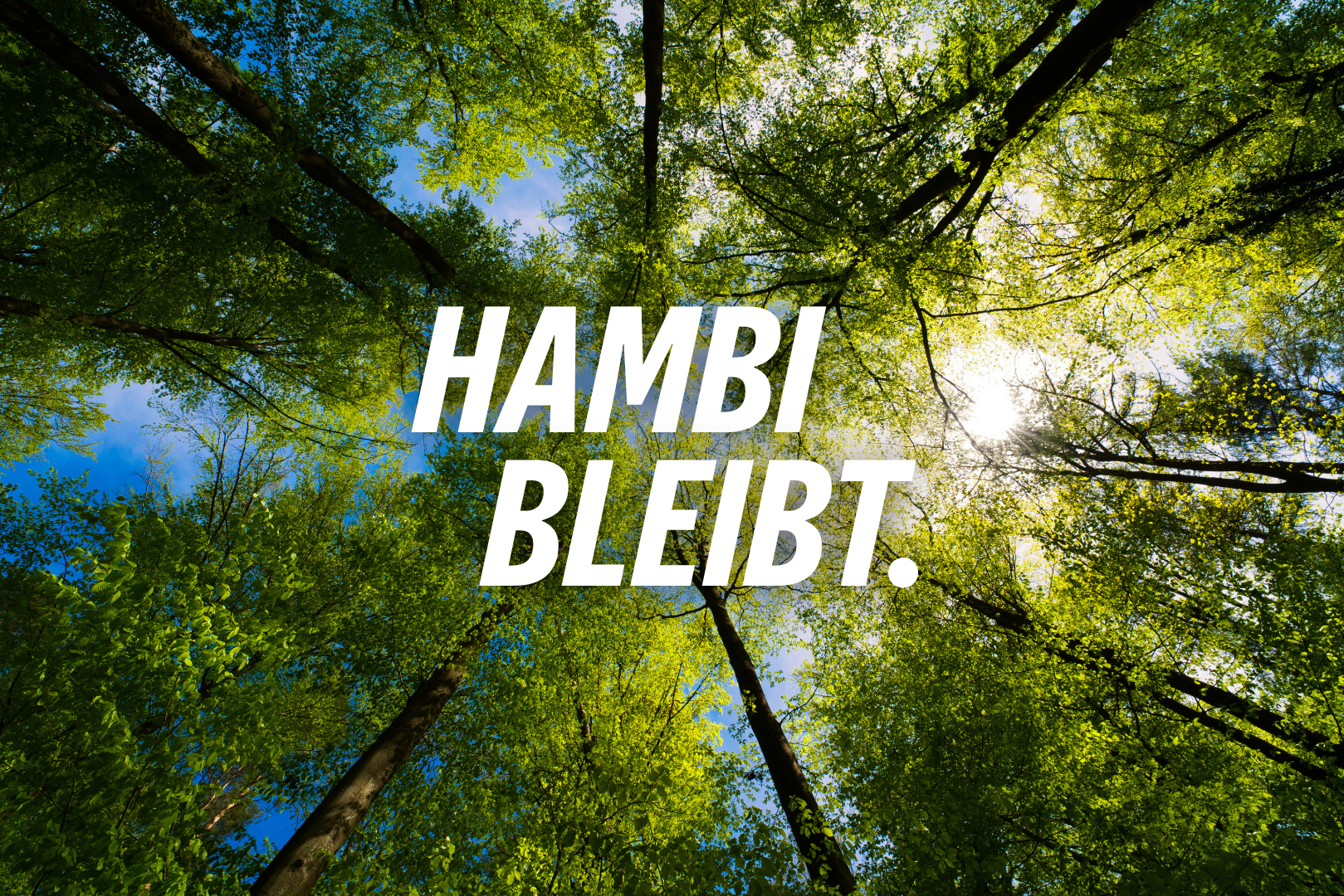 Wald, Aufnahme von unten in die Baumkronen. Schriftzug: Hambi bleibt